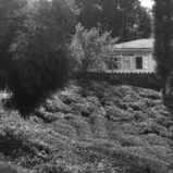 Mim Tea Bungalow