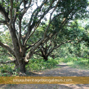 Sawoo rajbari mango orchard